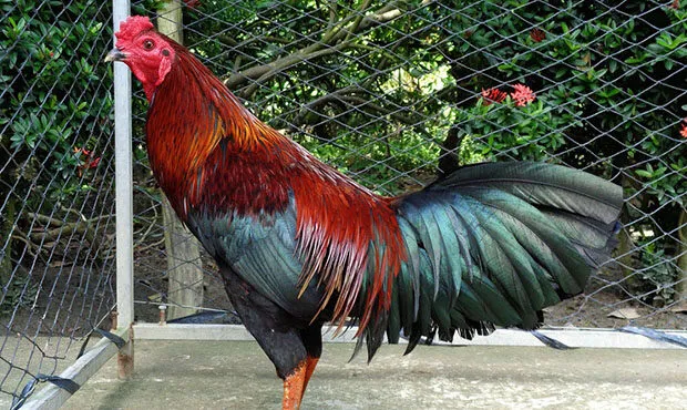 Đá gà Thomo là như nào?