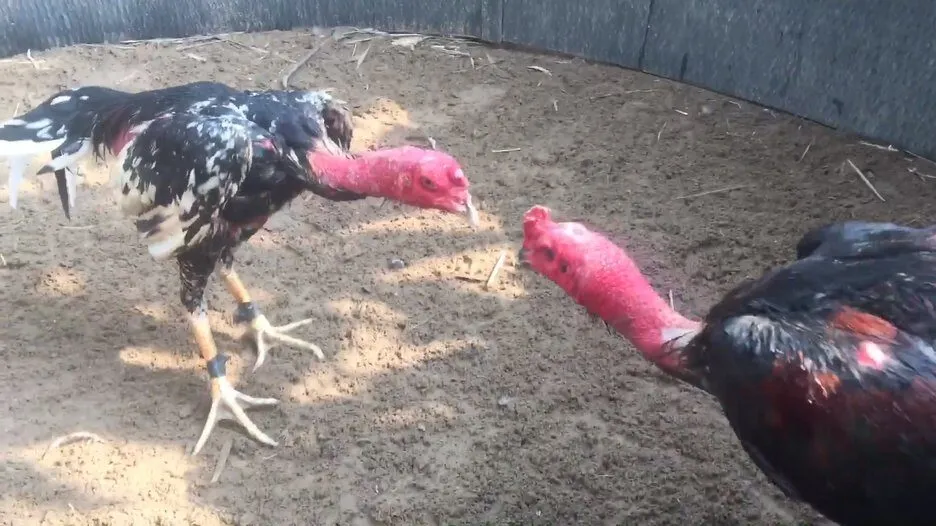 Ưu điểm khi tham gia chơi Đá Gà Tre tại Vin88