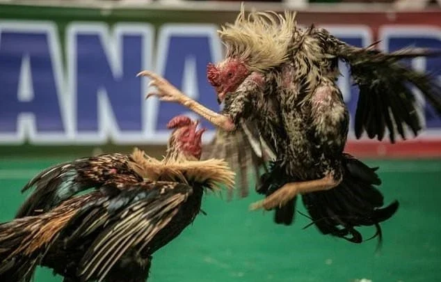 Giới thiệu về trường gà Campuchia – Thomo